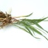 MEDICINAL PROPERTIES OF THE WHEATGRASS PLANT. PART 2. - Россия сегодня - конспирология, футурология, бокс, новости, политика, экономика. 