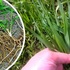 MEDICINAL PROPERTIES OF THE WHEATGRASS PLANT. PART 1. - Россия сегодня - конспирология, футурология, бокс, новости, политика, экономика. 